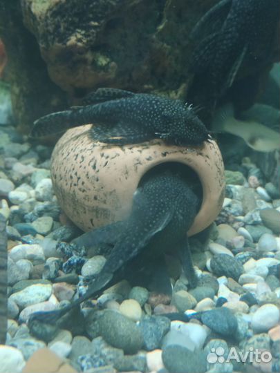 Аквариумные рыбки, мальки сомиков