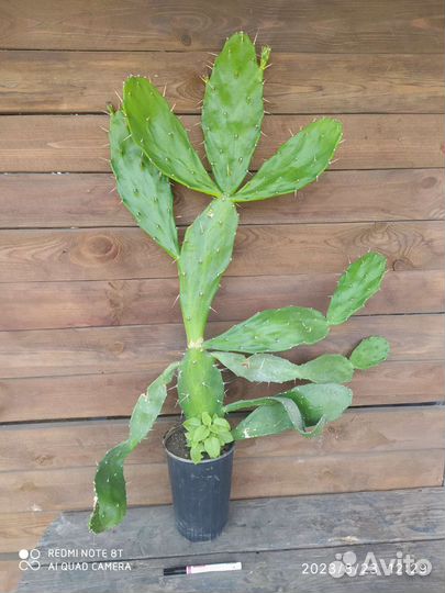 Взрослый Кактус Опунция Бергера