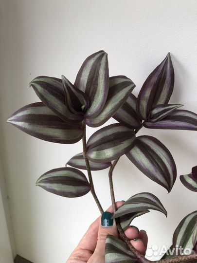 Ирезине хербста