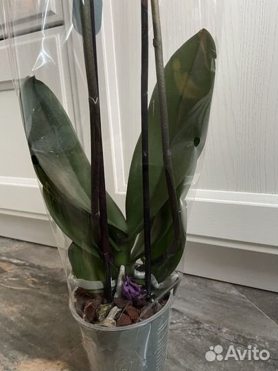 Орхидея дендробиум