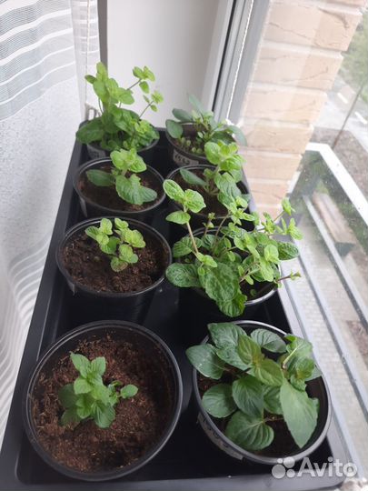 Мята сортовая