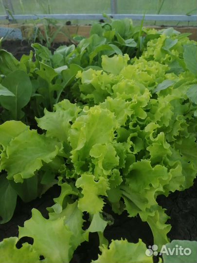 Зелень щавель петрушка