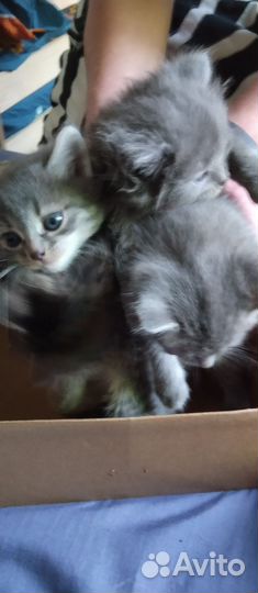 Отдам бесплатно