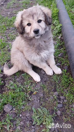 Щенки в добрые руки