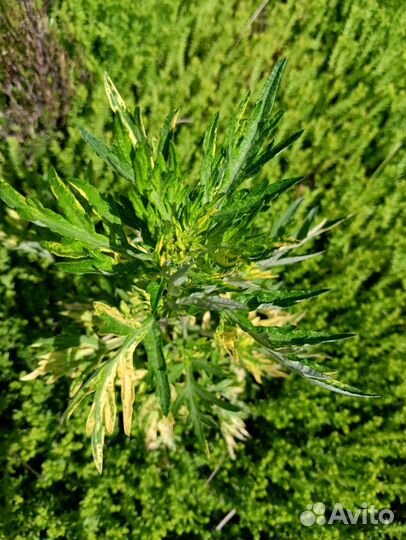 Полынь барвинок папоротник