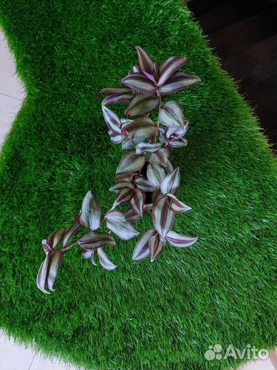 Традесканция зебрина