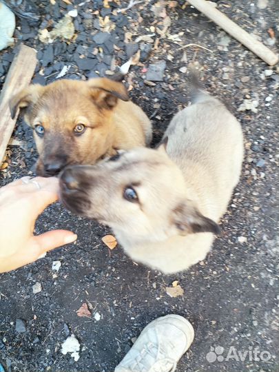 Щеночки в добрые руки