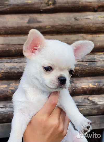 Щенки чихуахуа мини