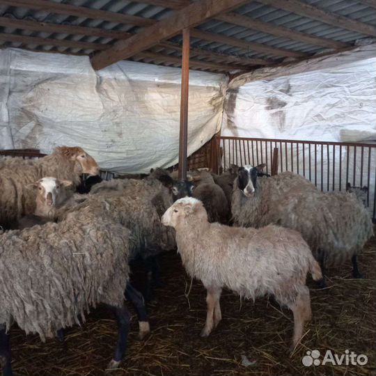 Продам мясо баранина