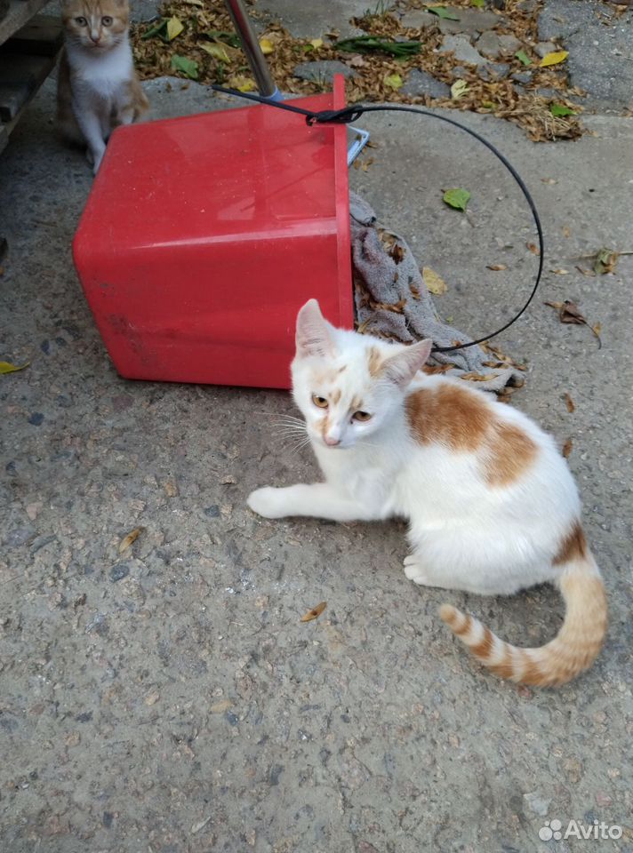 Котёнок в добрые руки, Мелитополь