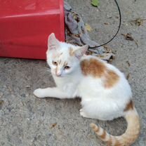 Котёнок в добрые руки, Мелитополь