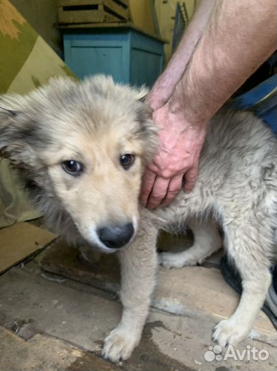 Щенок мальчик