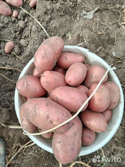 Семенной картофель