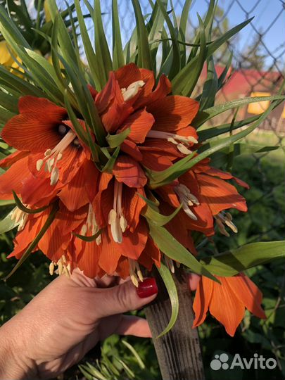 Рябчик императорский