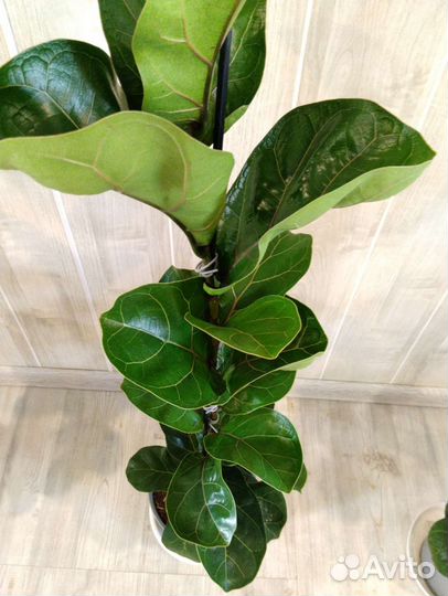 Фикус лирата бамбино 19/100