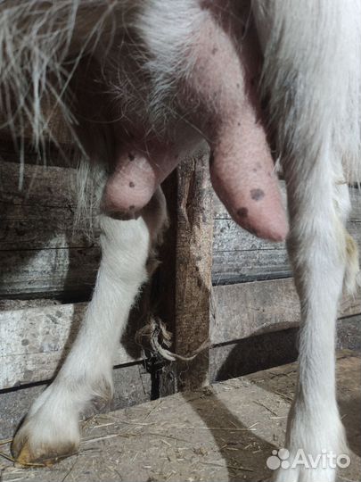 Зааненская дойная коза, Катумский барашек