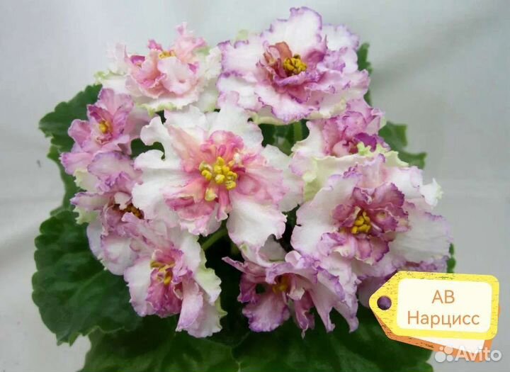 Фиалки сортовые. Пенопластовые шарики