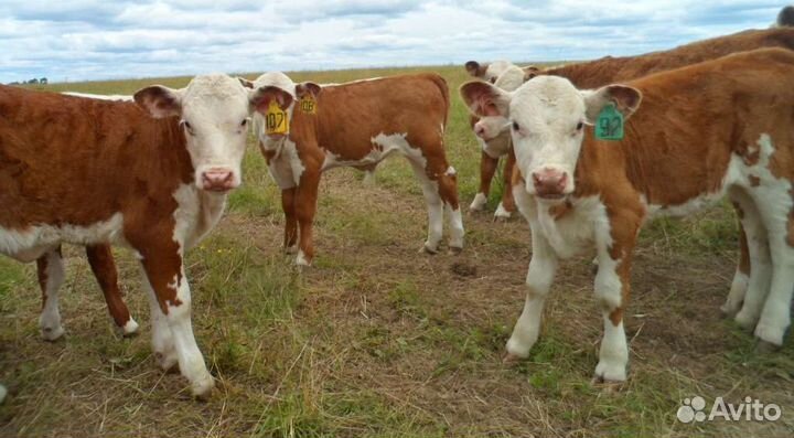 Телята бычки