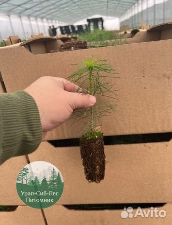 Зкс Сосна сеянцы Ели Лиственницы окс Голуб Горная