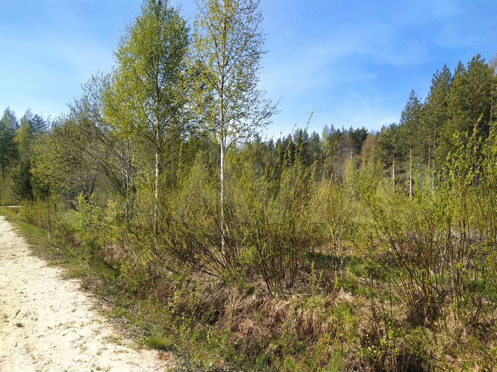 Участок 16 сот. (СНТ, ДНП)