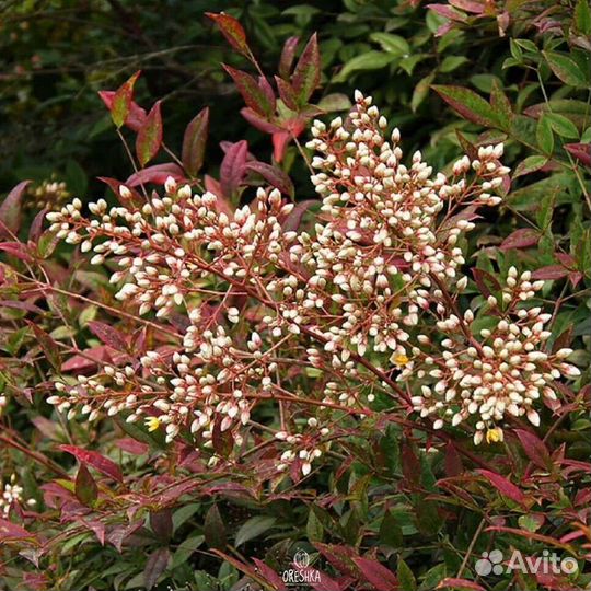 Комнатный бамбук