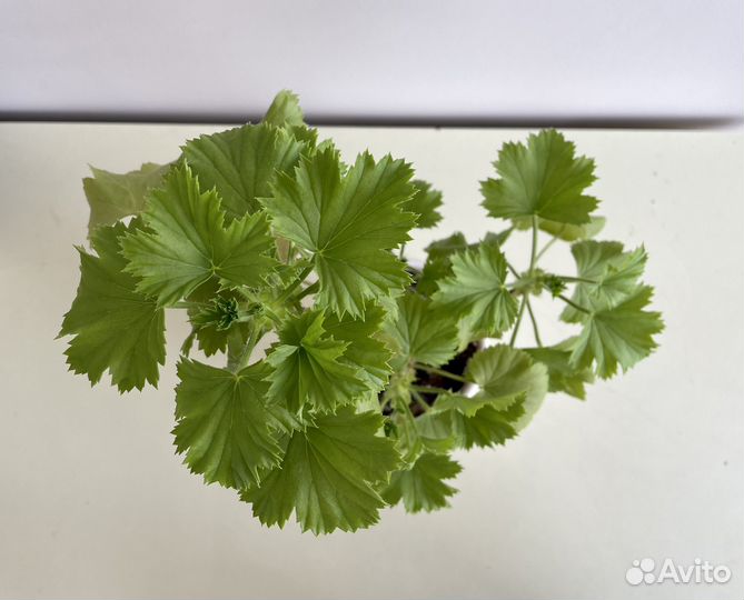 Пеларгония герань королевская Sally Munro