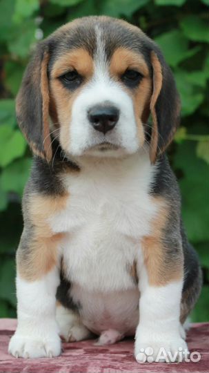 Бигль щенки