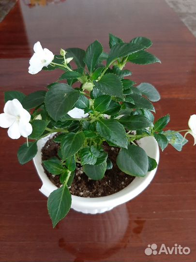 Комнатные цветы Бальзамины или Ванька мокрый