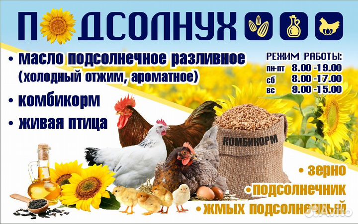 Курочки молодки будущие несушки