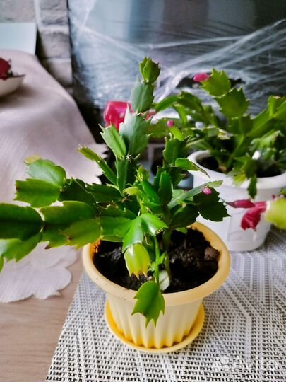 Декабрист шлюмбергера красный