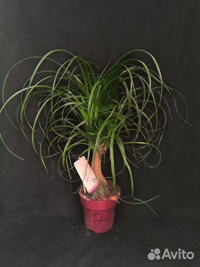 Бокарнея нолина или бутылочное дерево 14/65