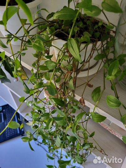 Традесканция