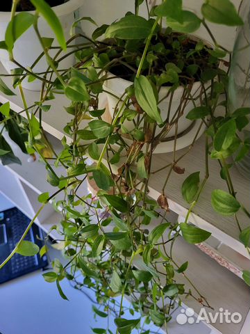 Традесканция