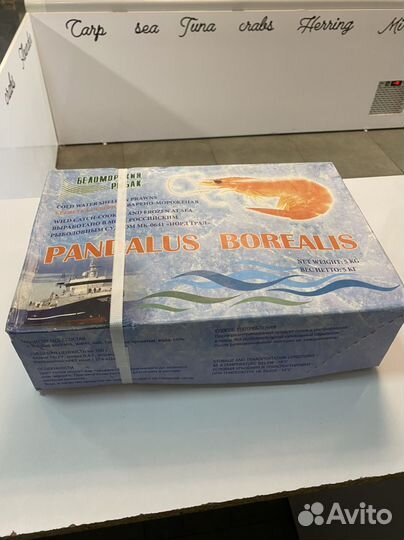 Креветка северная