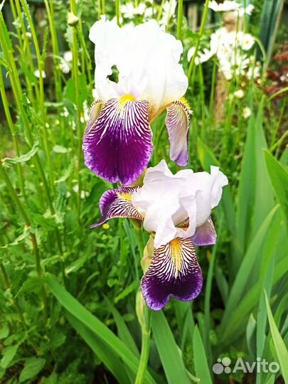 Цветы многолетники