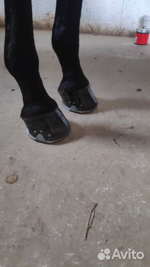 Качественная расчистка - ковка копыт лошадей