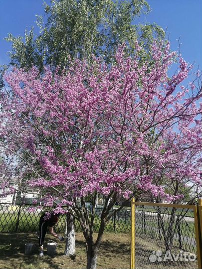 Церцис саженцы декоративные деревья