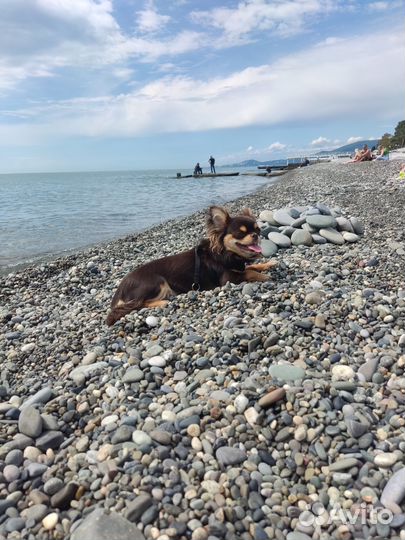 Выкармливание щенков