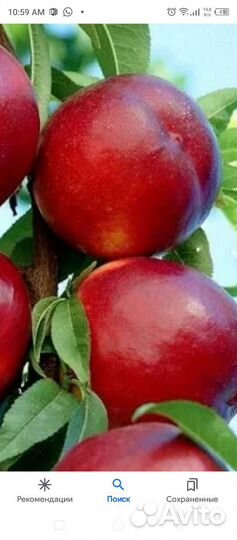 Нектарин(персик), саженцы