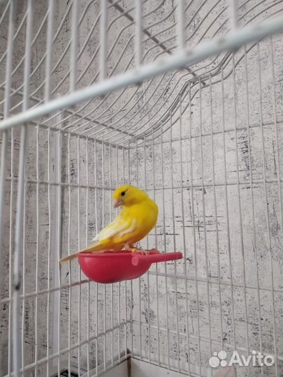 Кенара и канарейки