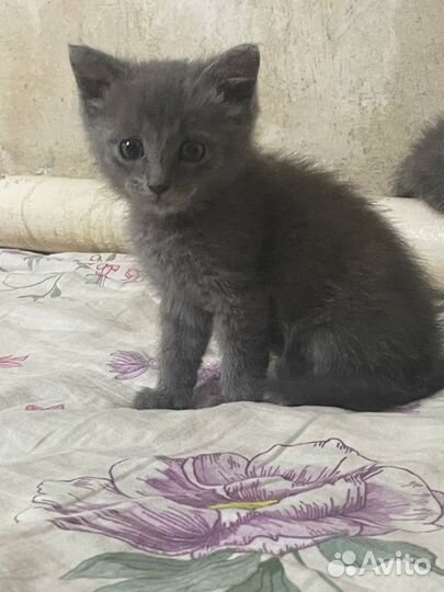 Отдам котенка в добрые руки