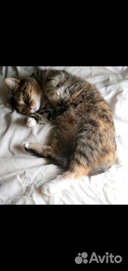 Кошка Мая в любящую семью