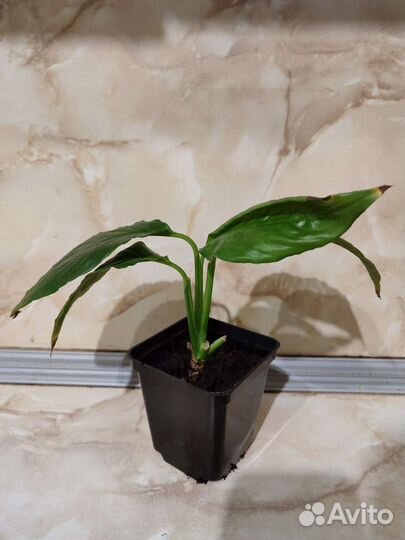 Спатифиллюм