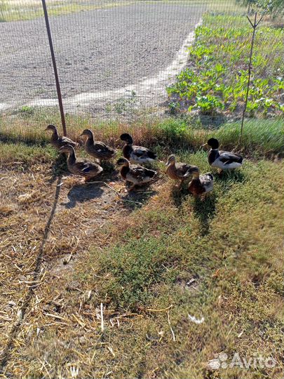 Утки подсадные