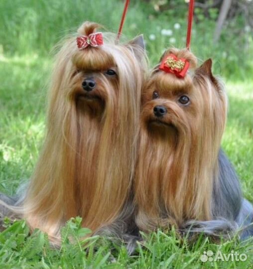 Йоркширский терьер мини беби фейс