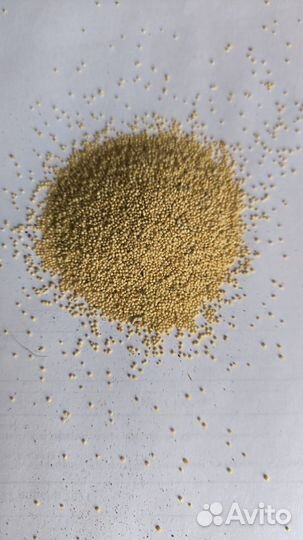 Амарант крупа