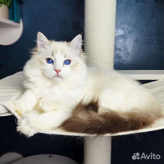 Milady, малышка рэгдолл, родословная