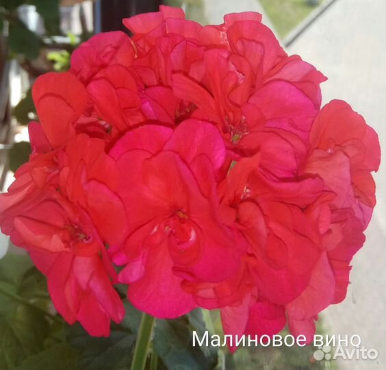 Герань пеларгония