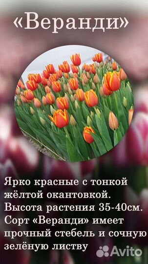 Тюльпаны 8 марта