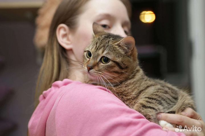 Плюшевый Тигрик в поиске дом